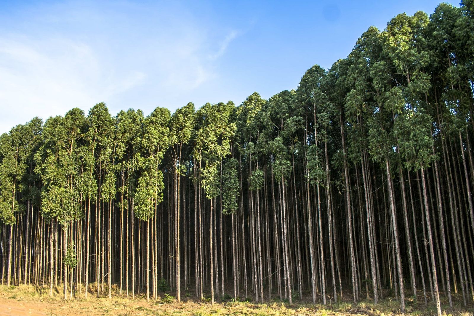 Rows of tall, straight eucalyptus trees in a Raizwood plantation