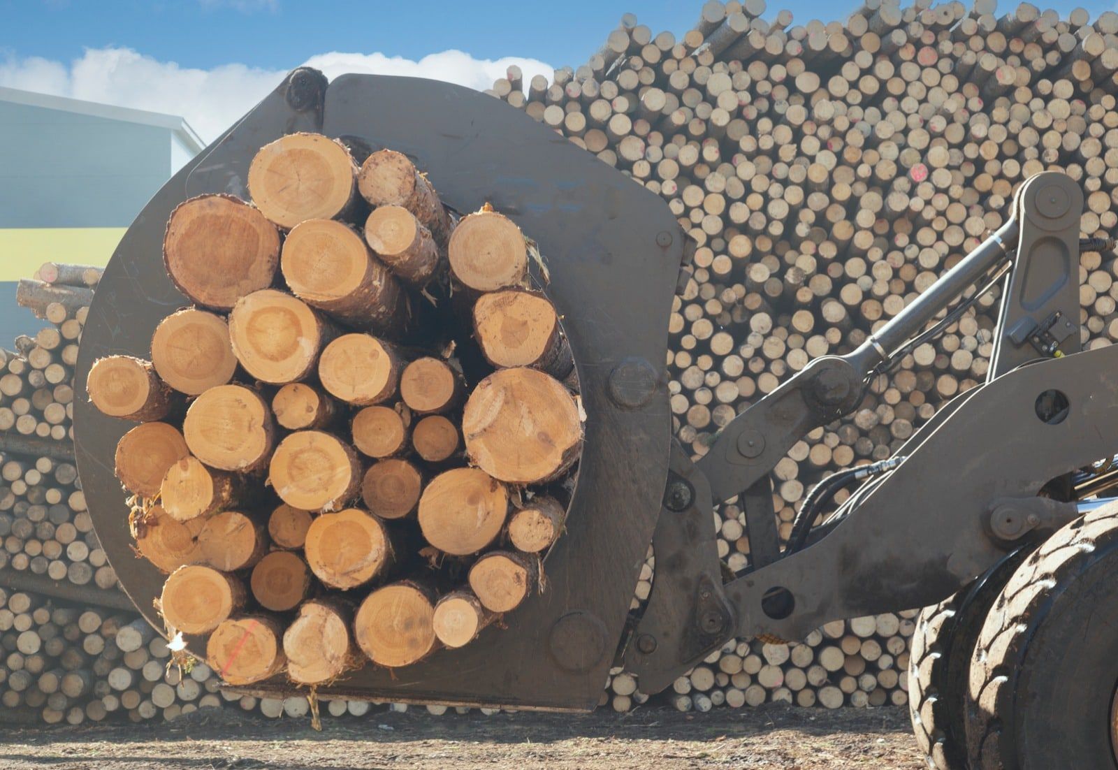 A loader lifting a bundle of freshly cut logs at the timber yard