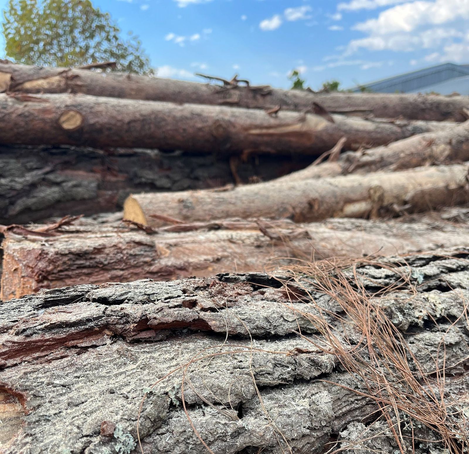 Freshly felled pine logs stacked at the lumber yard