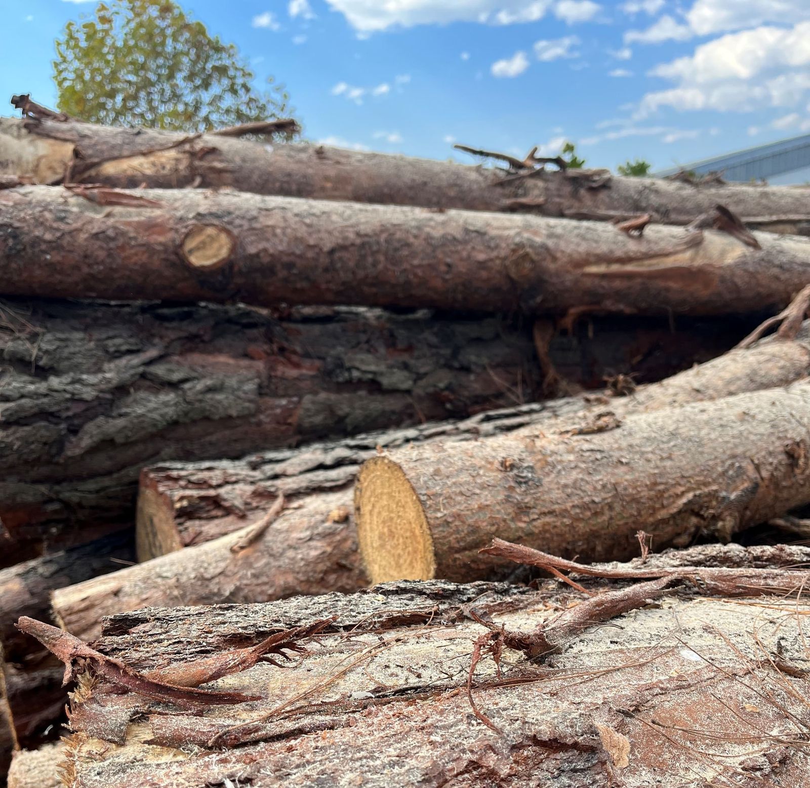 A pile of pine logs at the lumber yard
