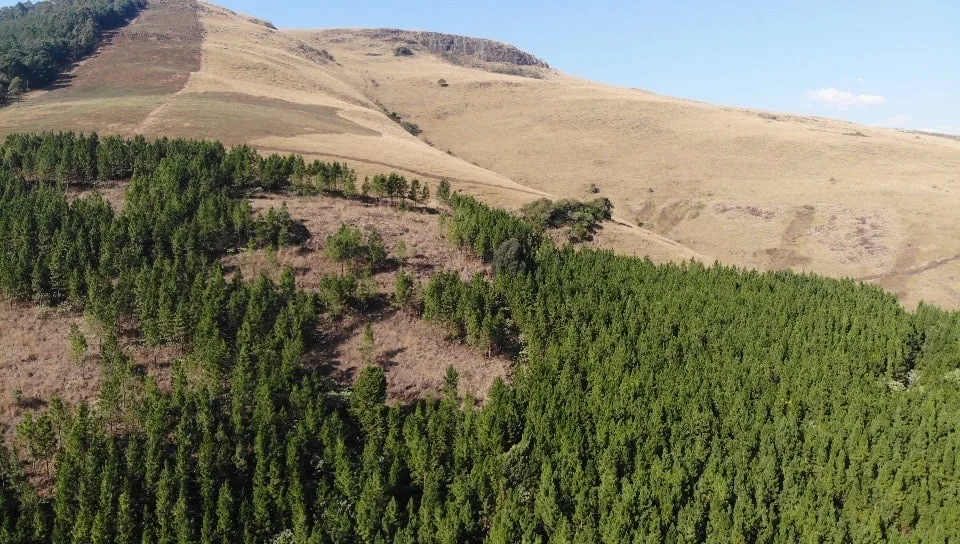 Plantation compartments of young and mature pine trees seen from the air